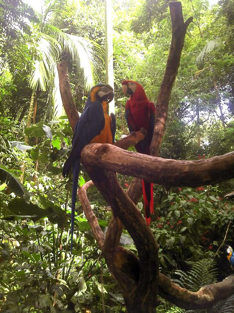 guacamayas en arbol