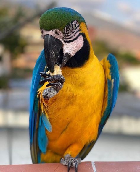 guacamaya azul y amarilla