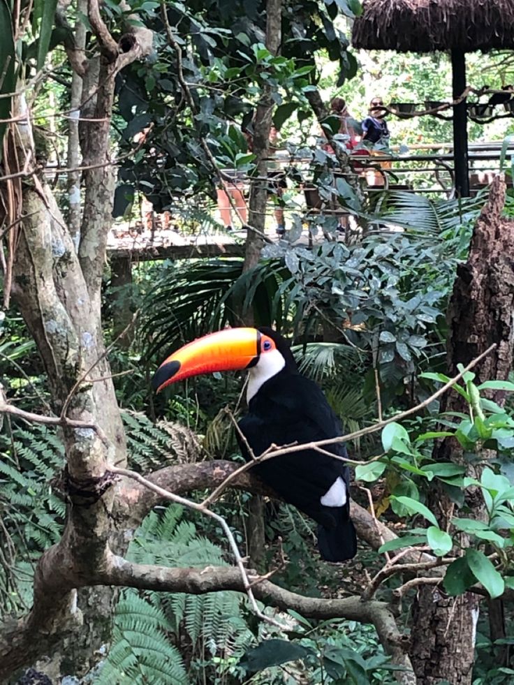 tucan