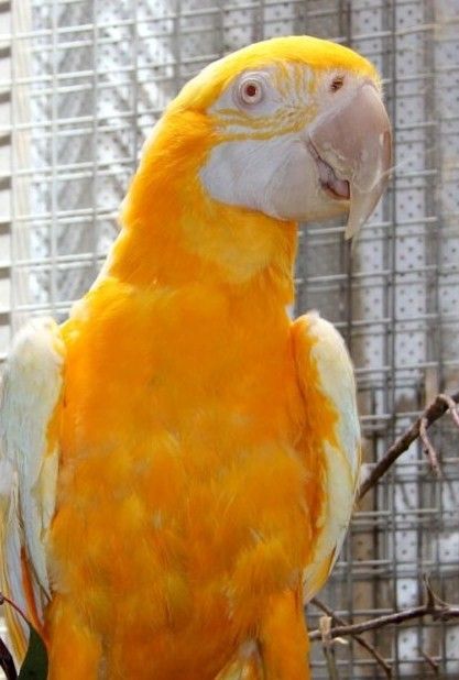 pajaro amarillo